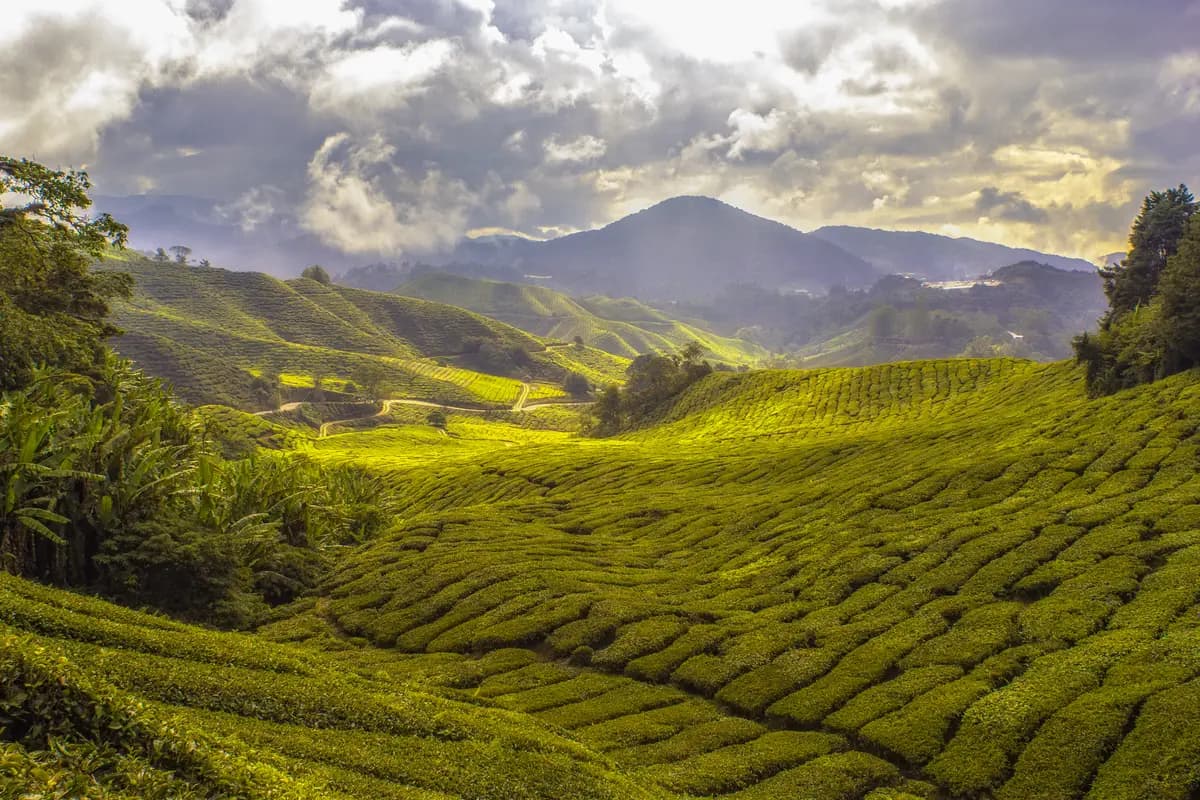Rolling rows of tea bushes covering the valley slopes of a Cameron Highlands plantation, with sunlight breaking through storm clouds over the hills