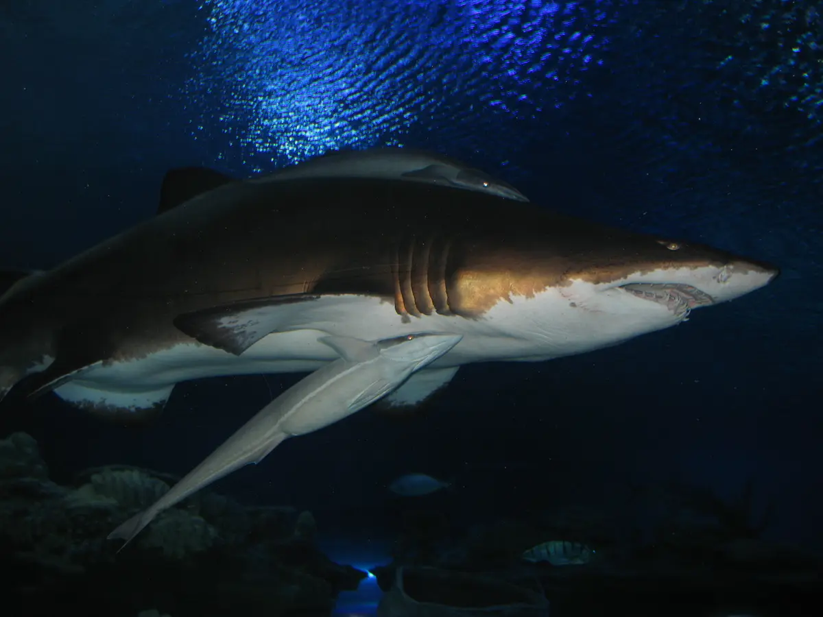 A large shark swims above a smaller fish in the dark blue water of the underwater tunnel at Aquaria KLCC in Kuala Lumpur
