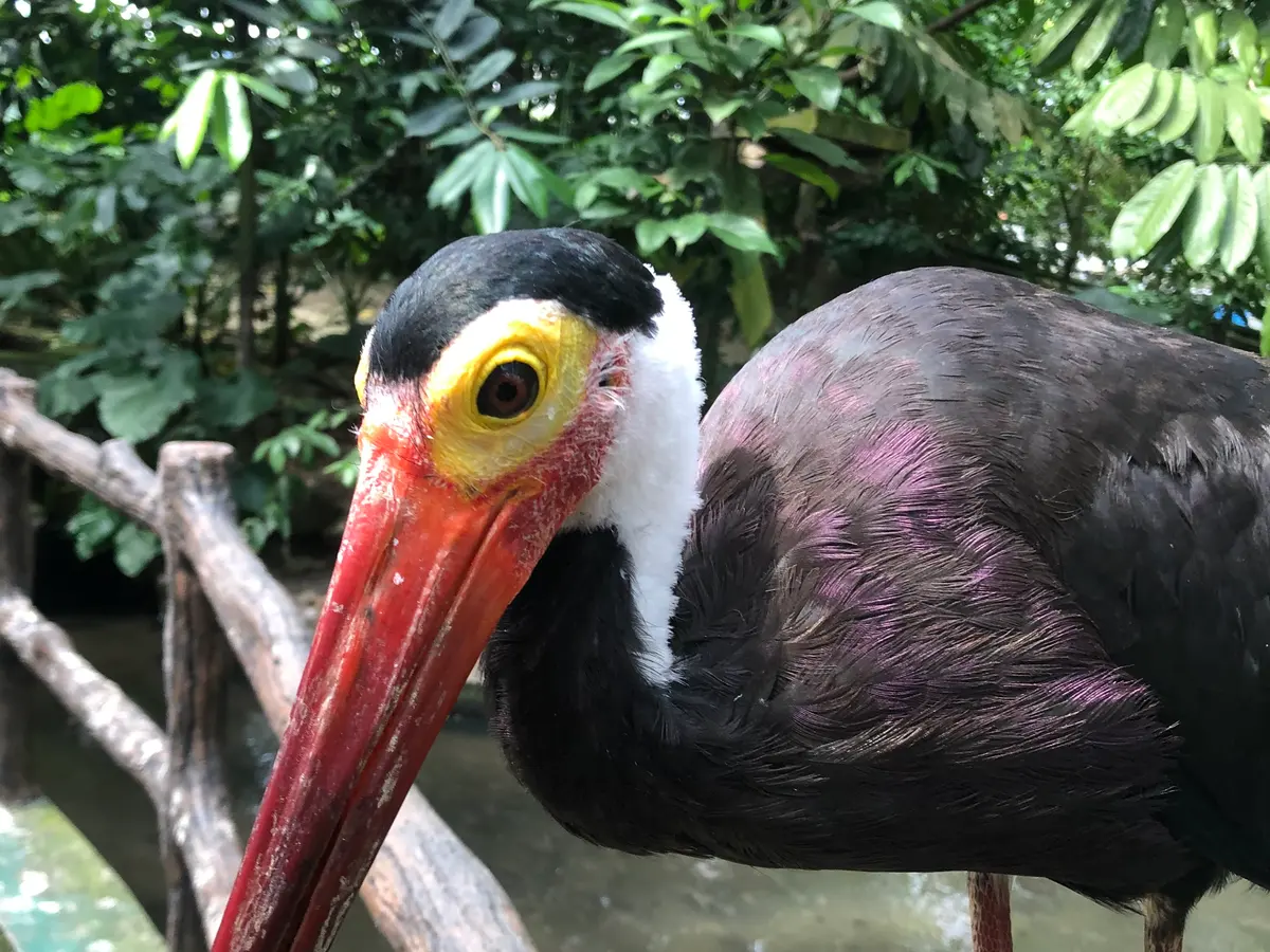 A Storm’s stork with a red bill, a yellow ring around the eye and dark purple-black plumage beside a wooden fence at Zoo Negara