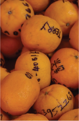 festival chap goh meh